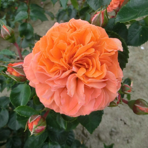75-90 cm - Ruža - Orangerie ® - 